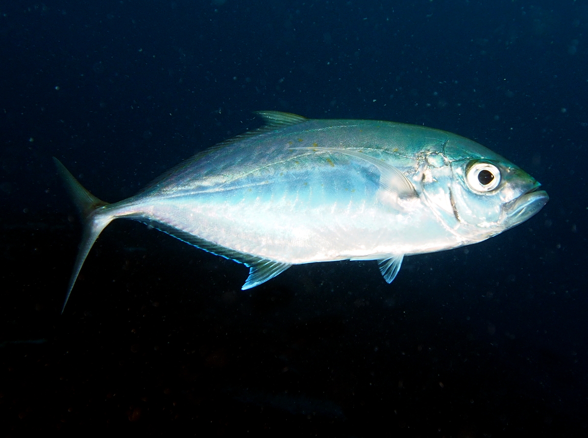 Barcheek Trevally - Carangoides plagiotaenia