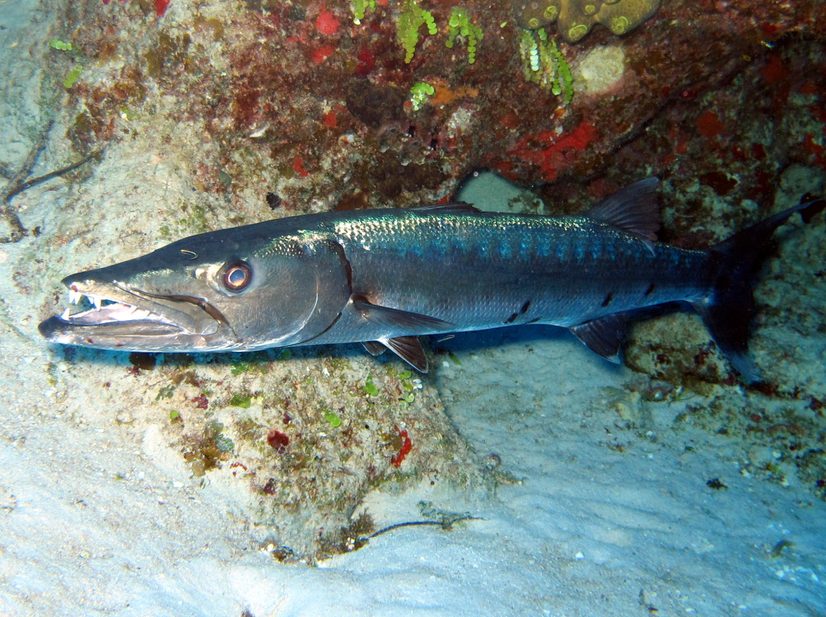 Great Barracuda - Sphyraena barracuda