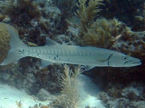 Great Barracuda - Sphyraena barracuda