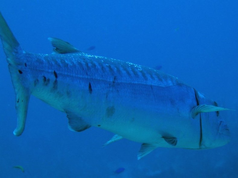 Great Barracuda - Sphyraena barracuda