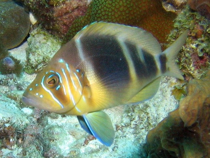 Barred Hamlet - Hypoplectrus puella