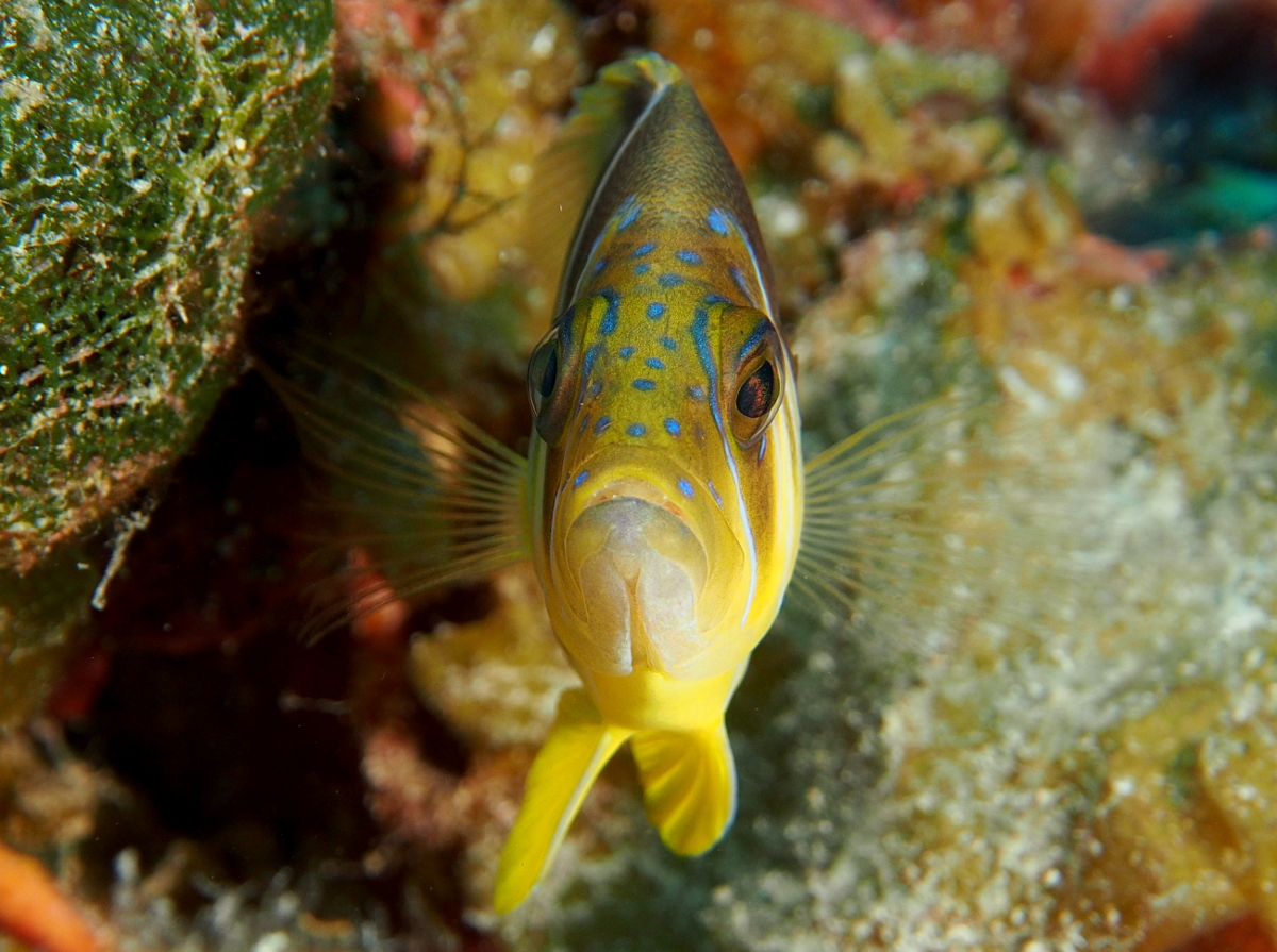 Barred Hamlet - Hypoplectrus puella