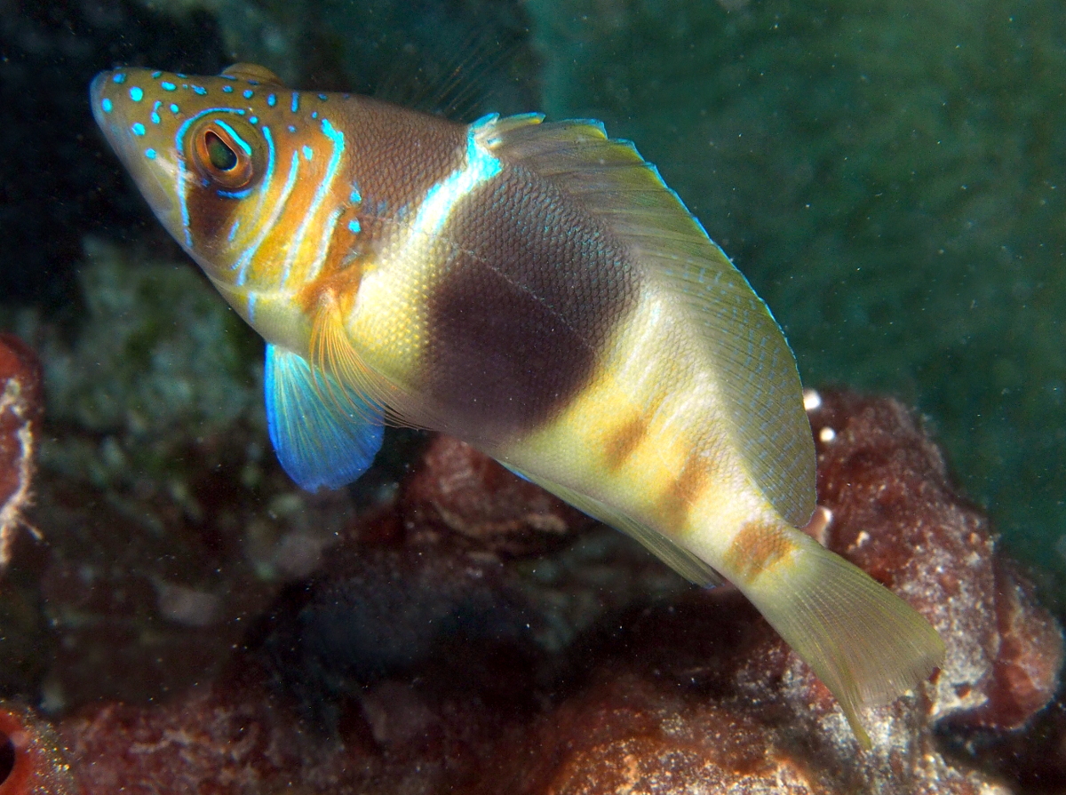 Barred Hamlet - Hypoplectrus puella