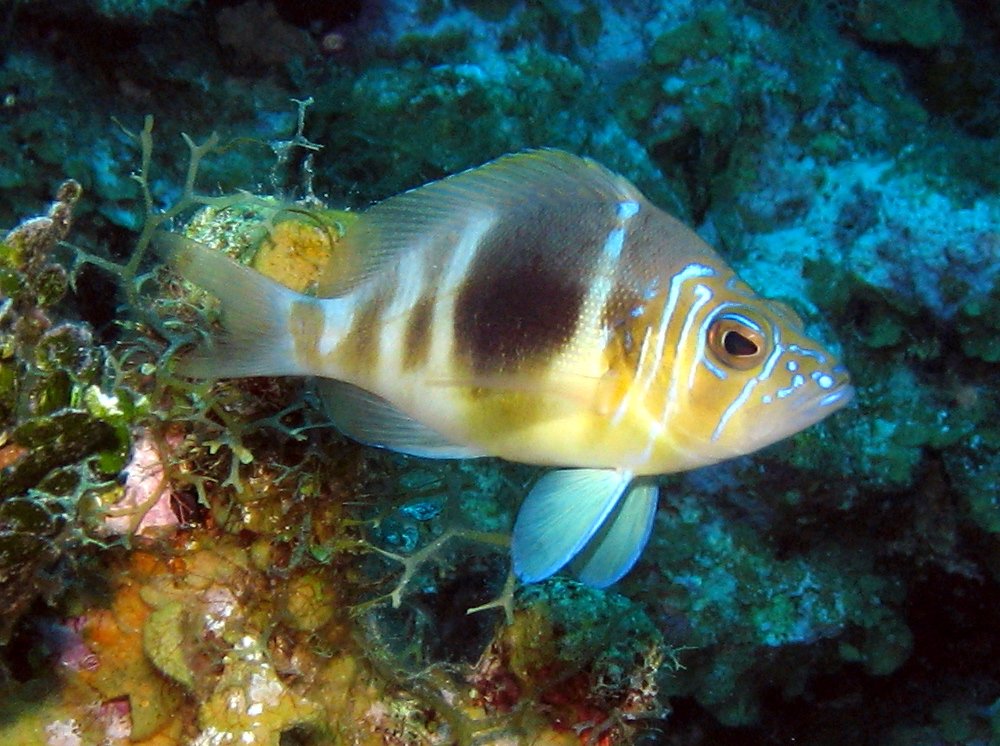 Barred Hamlet - Hypoplectrus puella