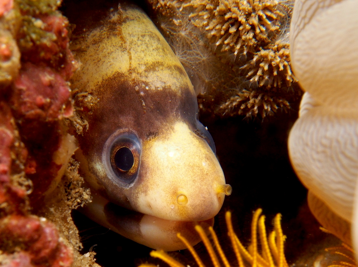 Barred Moray Eel - Echidna polyzona - Lembeh Strait, Indonesia