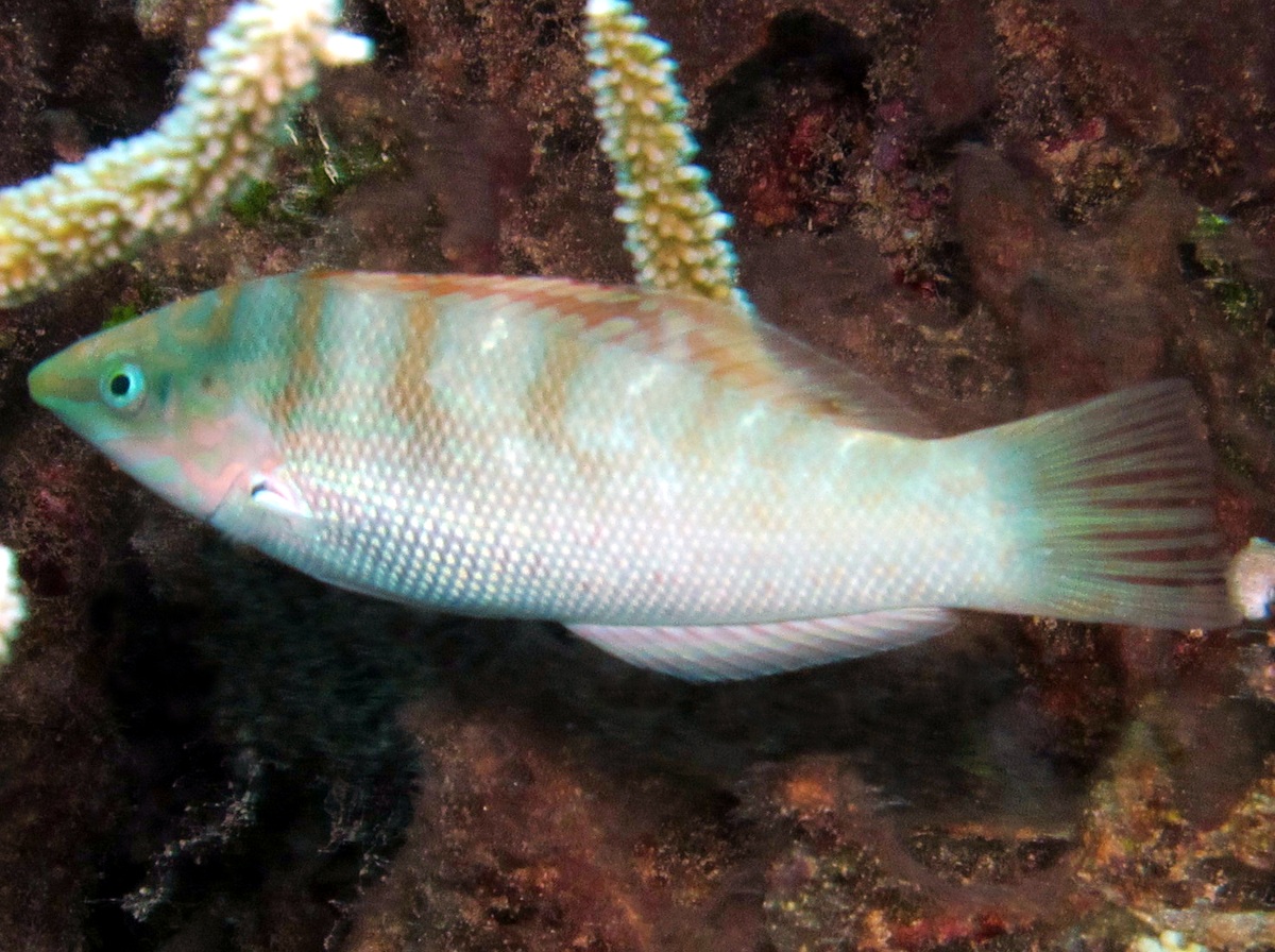 Batu coris - Coris batuensis