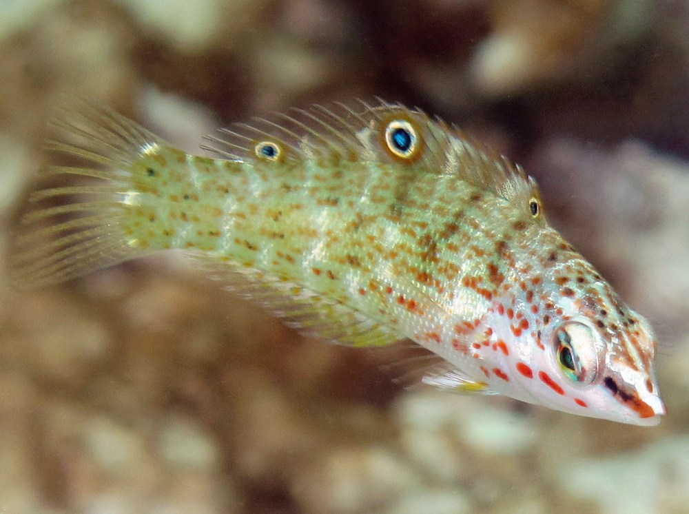 Batu coris - Coris batuensis