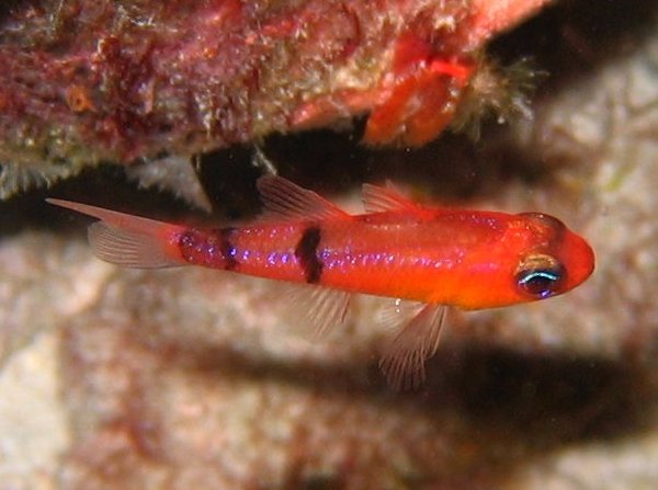 Belted cardinalfish - Apogon townsendi
