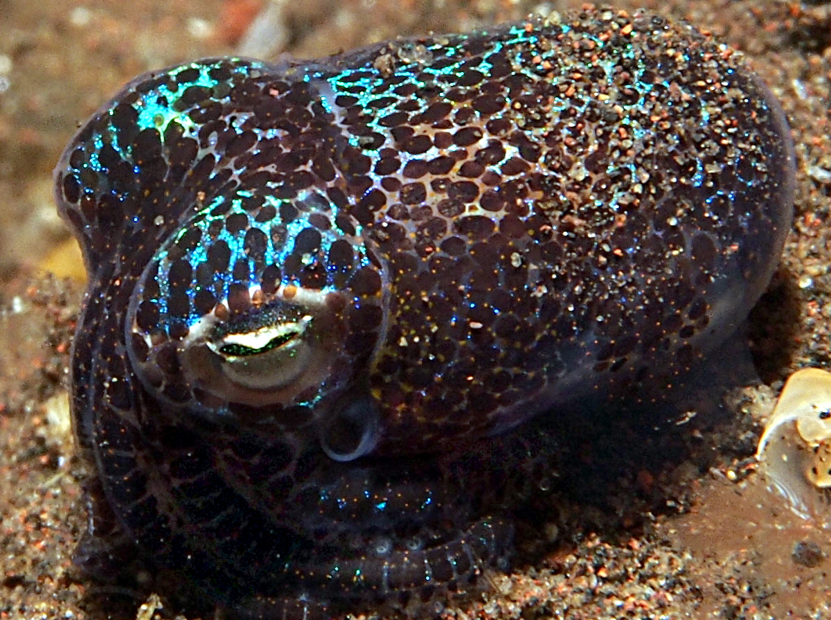 Berry's Bobtail Squid - Euprymna berryi
