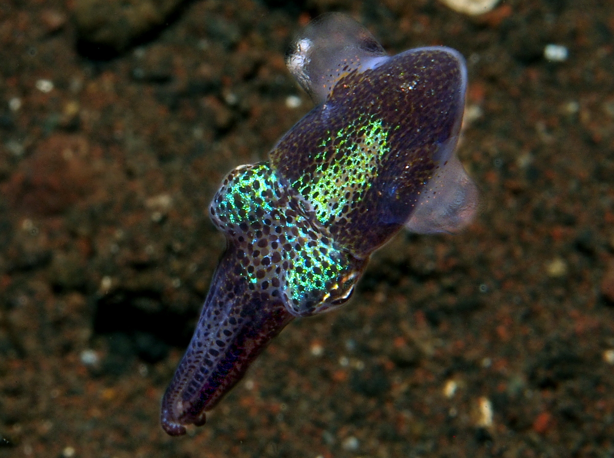 Berry's Bobtail Squid - Euprymna berryi