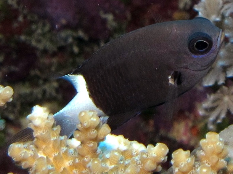 Bicolor Chromis - Chromis margaritifer - Yap, Micronesia