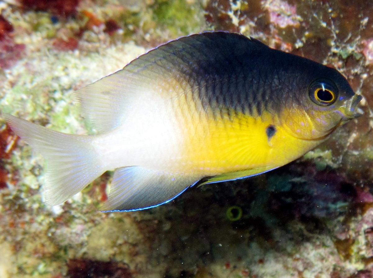 Bicolor Damselfish - Stegastes partitus