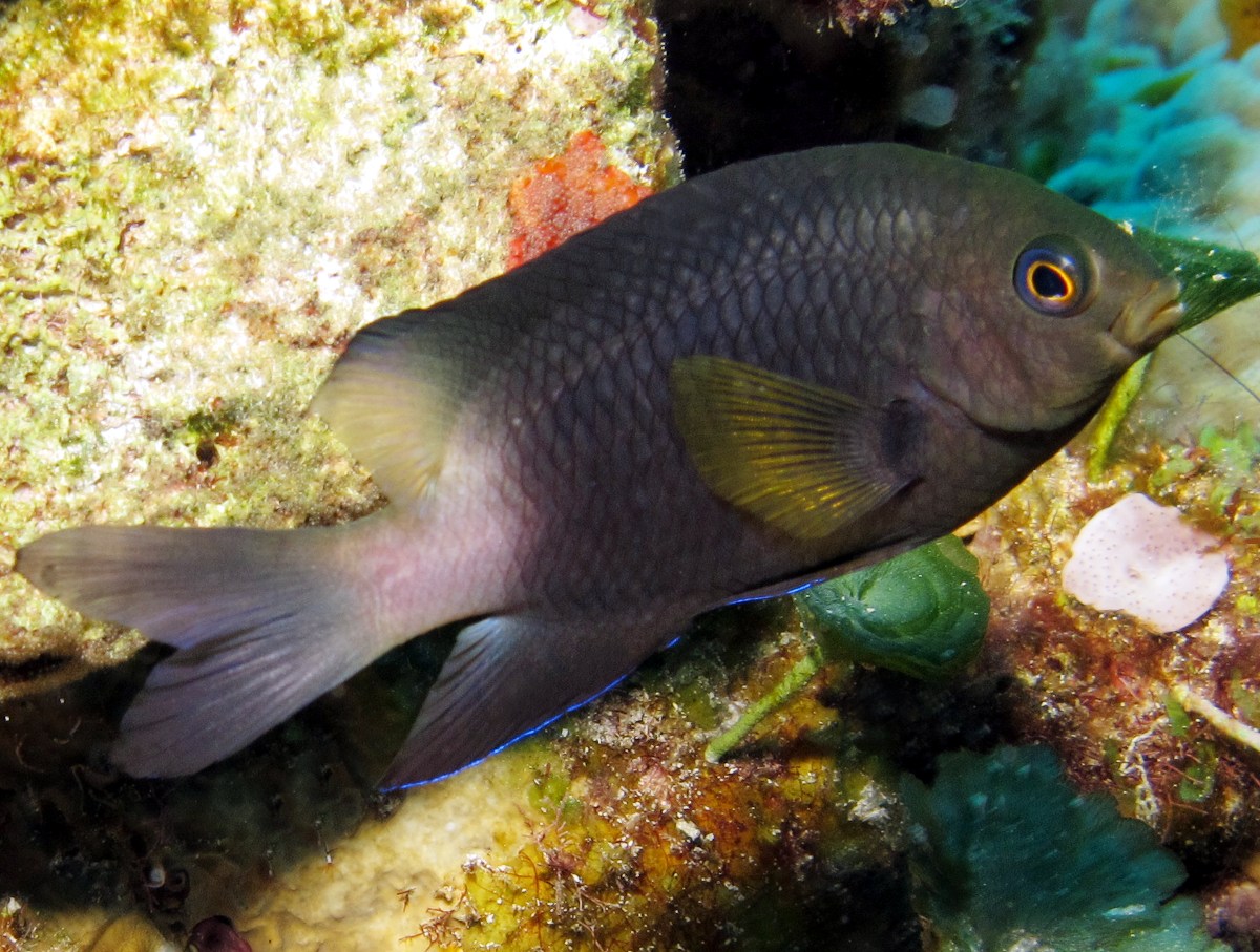 Bicolor Damselfish - Stegastes partitus