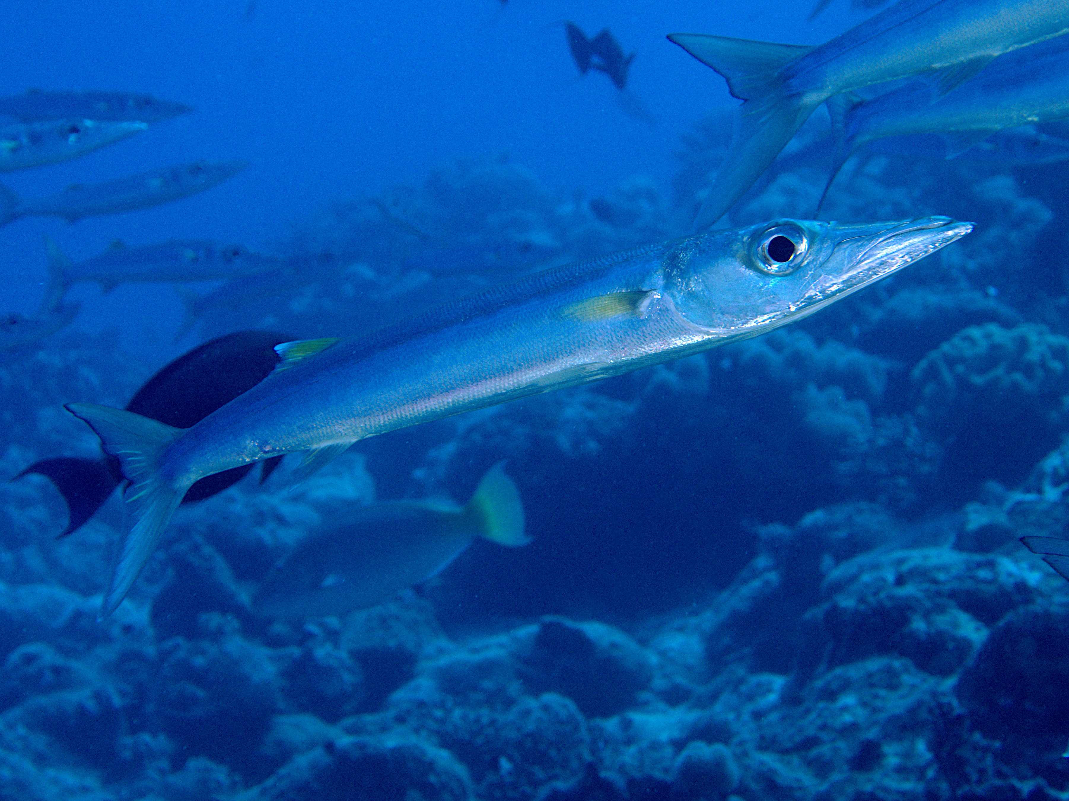 Bigeye Barracuda - Sphyraena forsteri