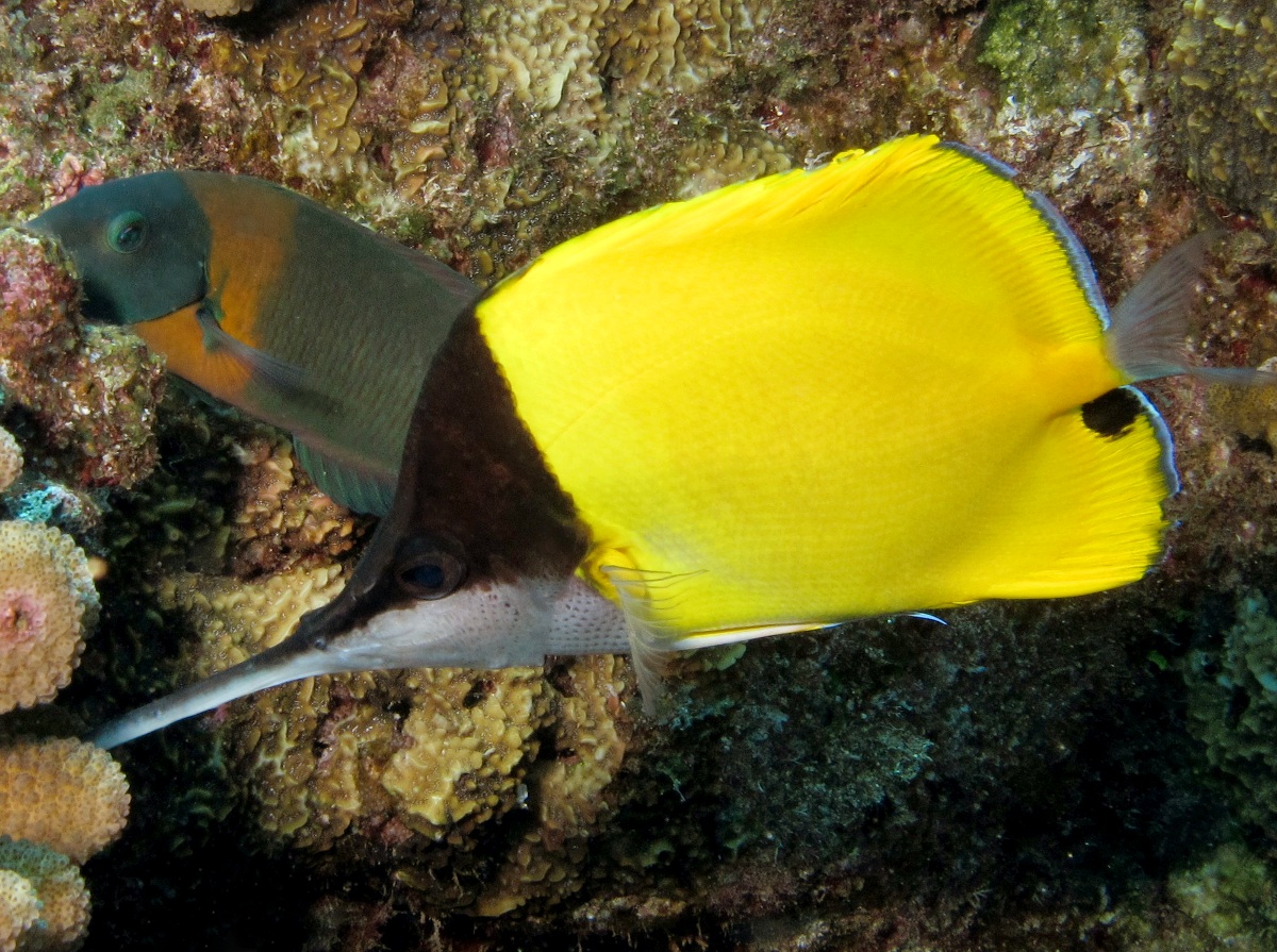 Big Longnose Butterflyfish - Forcipiger longirostris