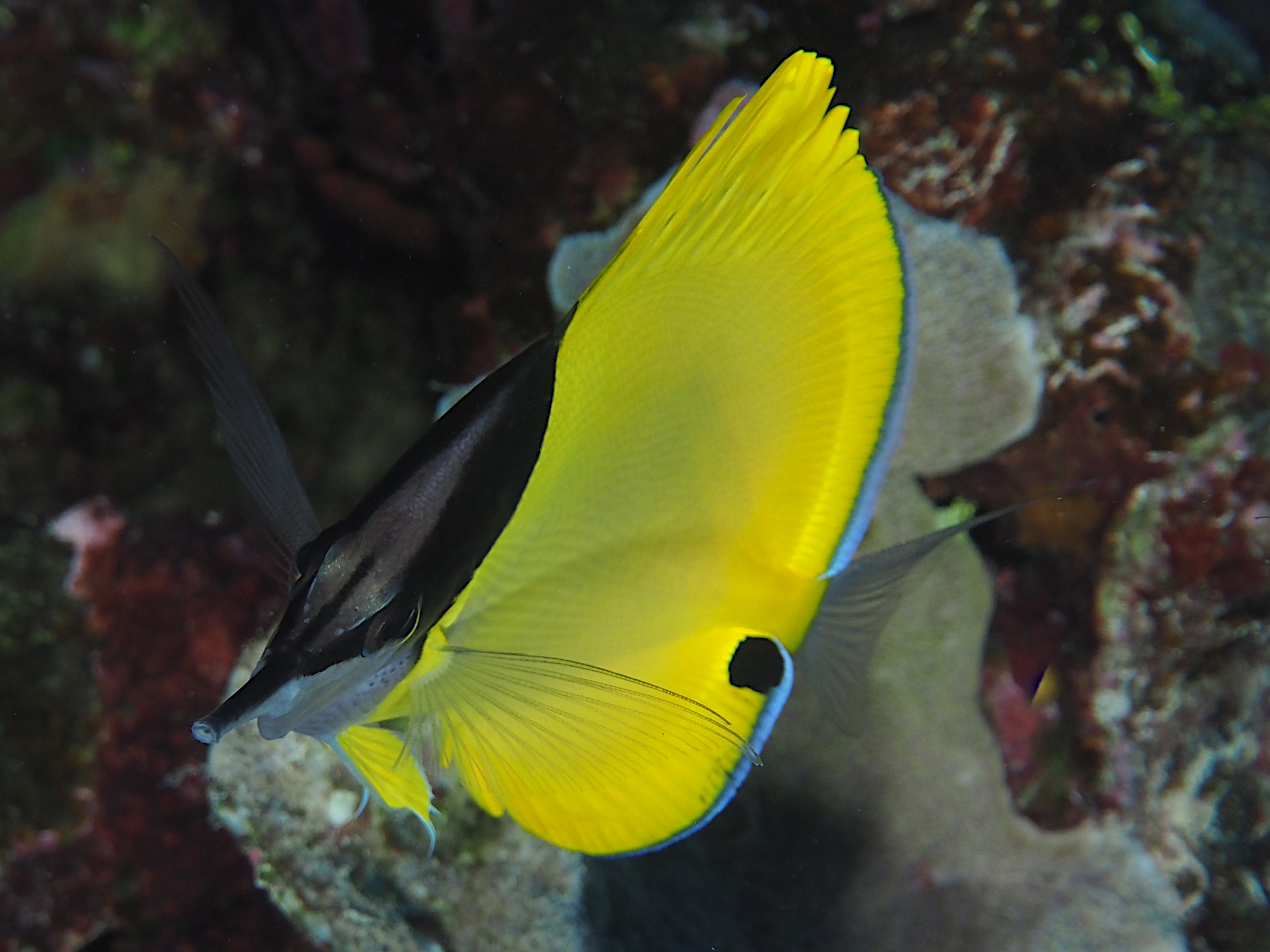 Big Longnose Butterflyfish - Forcipiger longirostris