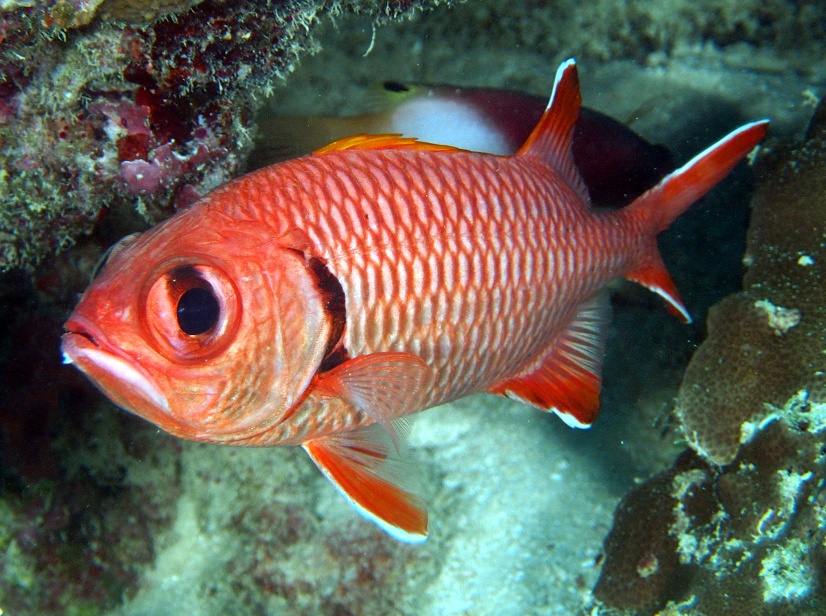 Bigscale Soldierfish - Myripristis berndti
