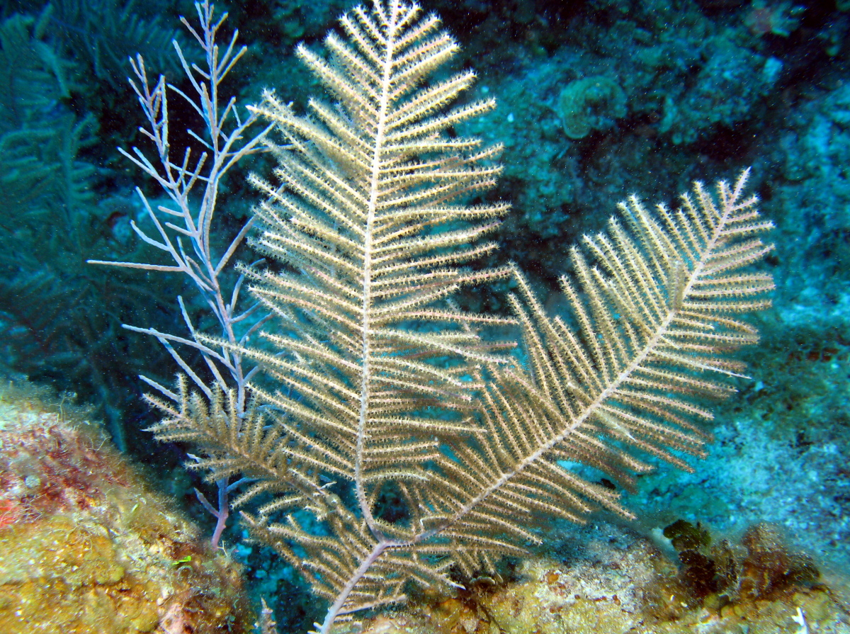 Bipinnate Sea Plumes - Pseudopterogorgia bipinnata - Grand Cayman