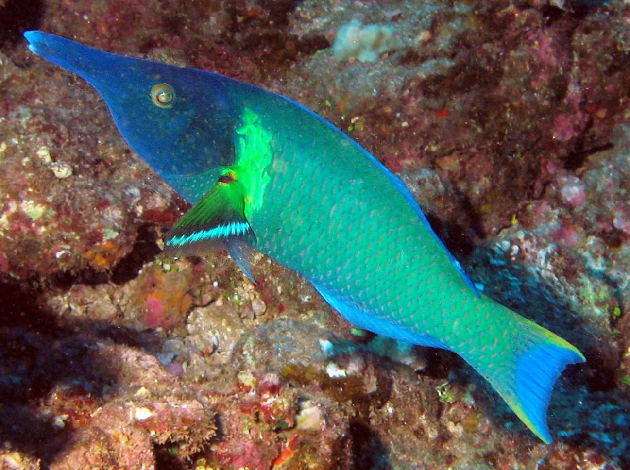 Pacific Bird Wrasse - Gomphosus varius