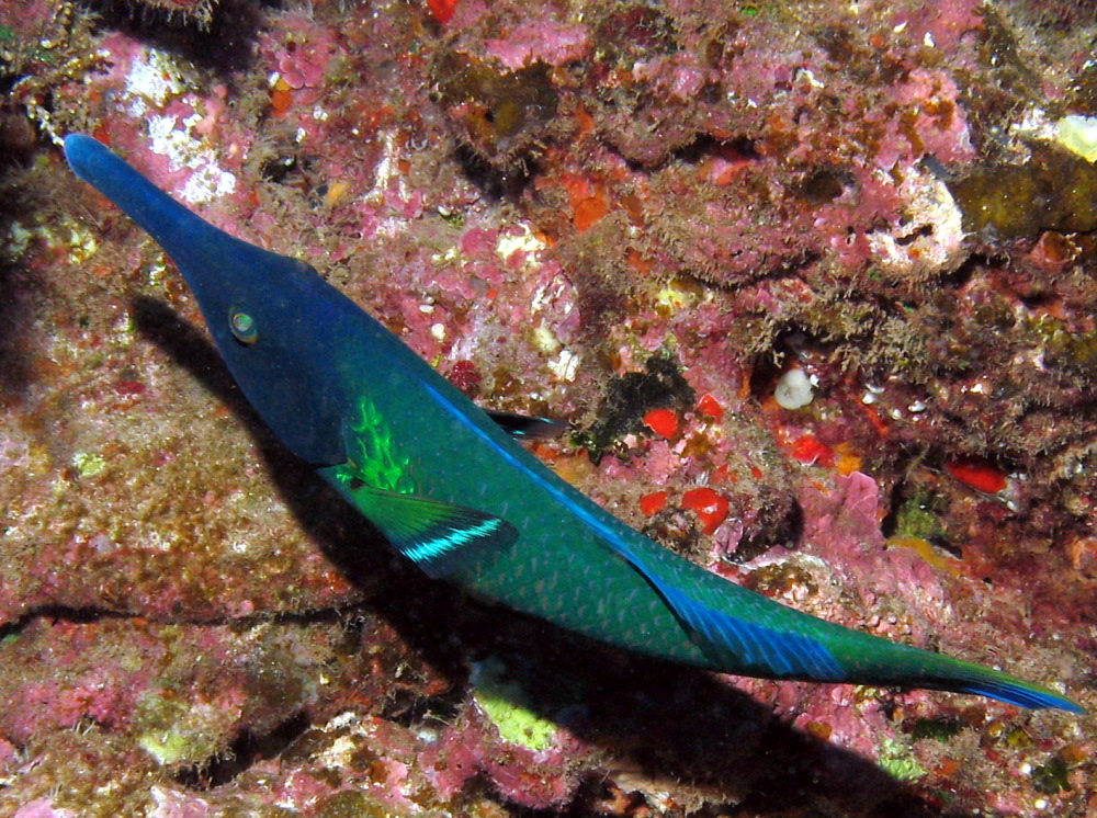 Pacific Bird Wrasse - Gomphosus varius
