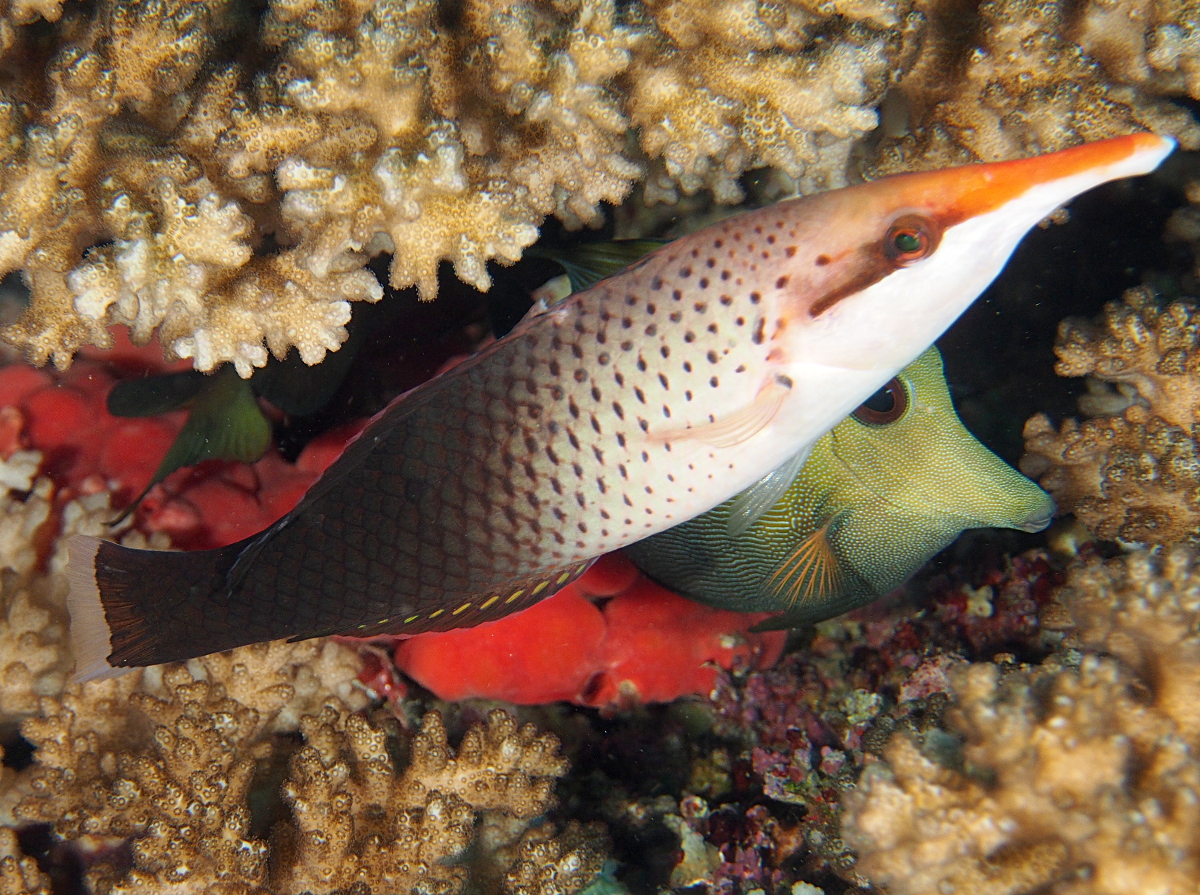 Pacific Bird Wrasse - Gomphosus varius