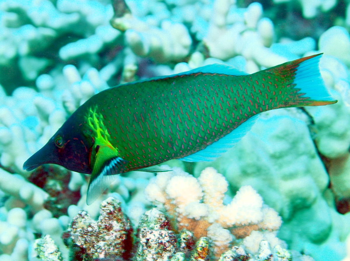 Pacific Bird Wrasse - Gomphosus varius