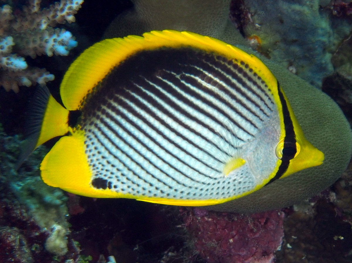 Black-Backed Butterflyfish - Chaetodon melannotus