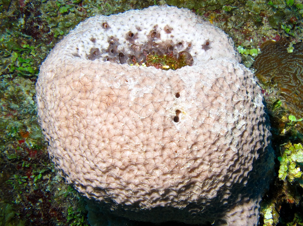 Black-Ball Sponge - Ircinia strobilina