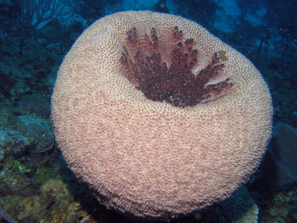 Black-Ball Sponge - Ircinia strobilina