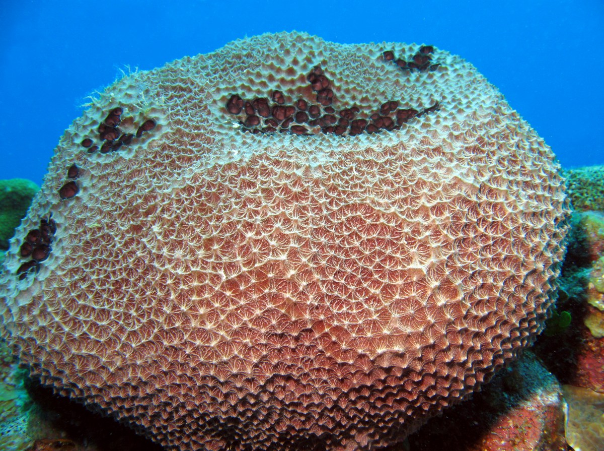 Black-Ball Sponge - Ircinia strobilina