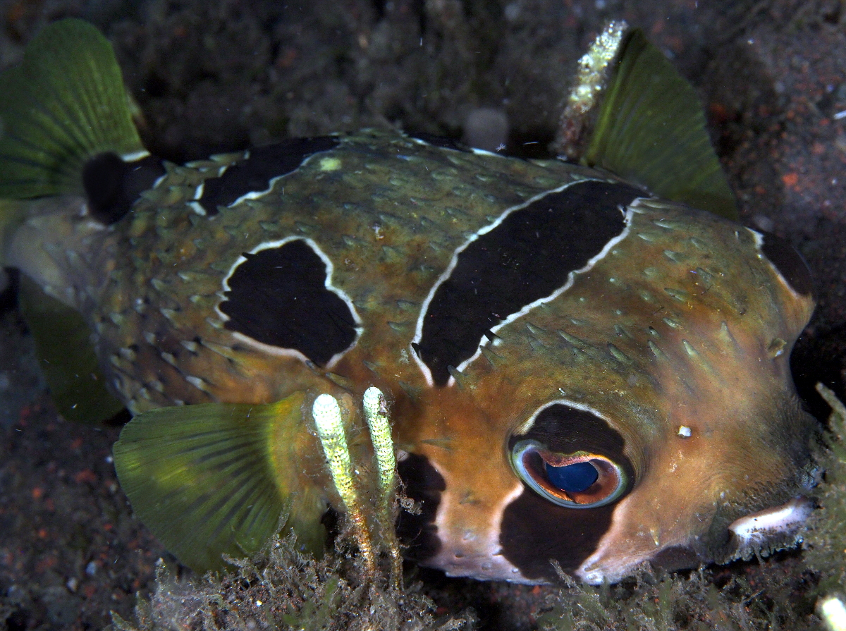 Black-Blotched Porcupinefish - Diodon liturosus