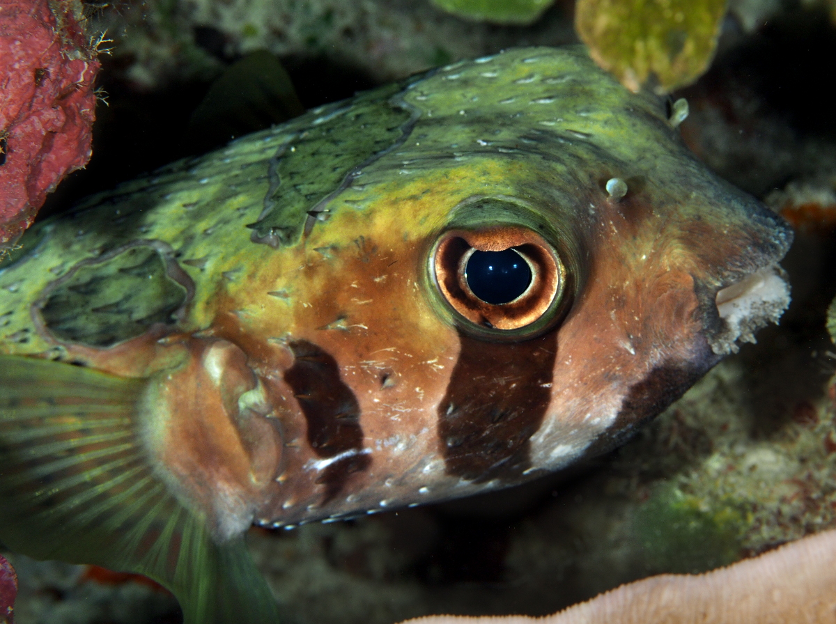 Black-Blotched Porcupinefish - Diodon liturosus