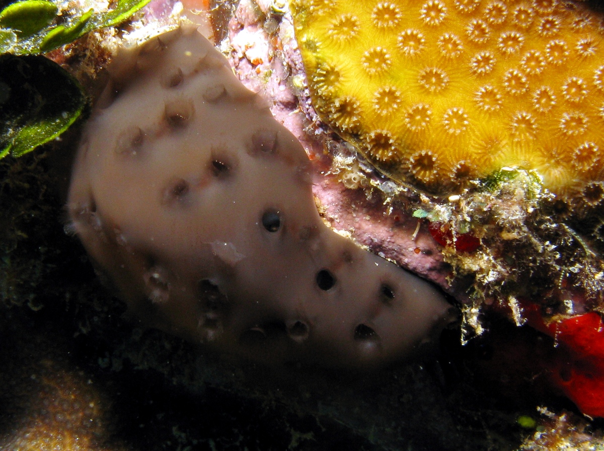 Black Condominium Tunicate - Eudistoma obscuratum