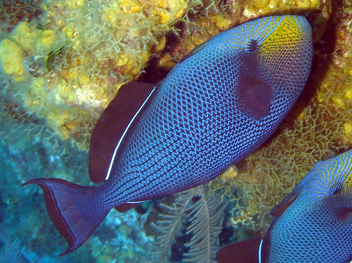 Black Durgon - Melichthys niger