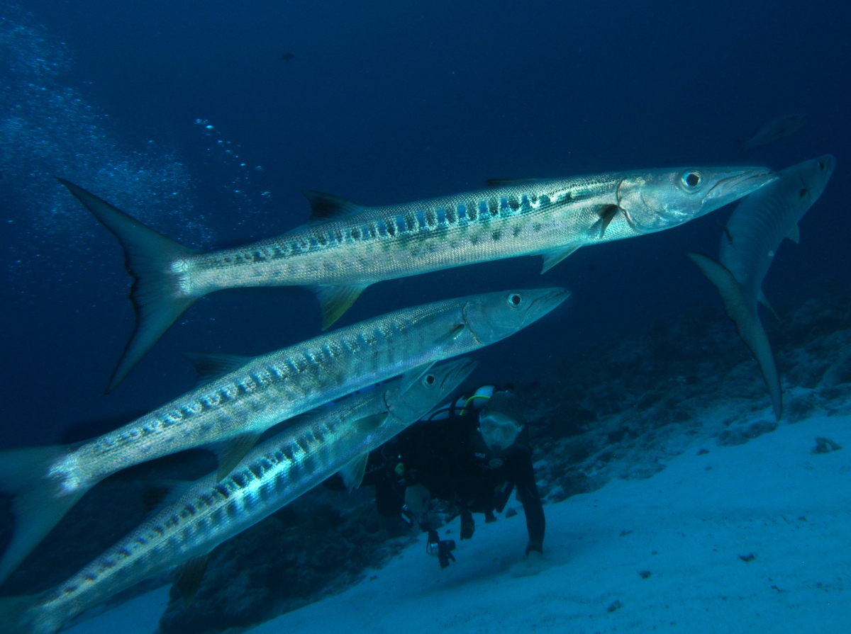Blackfin Barracuda - Sphyraena qenie