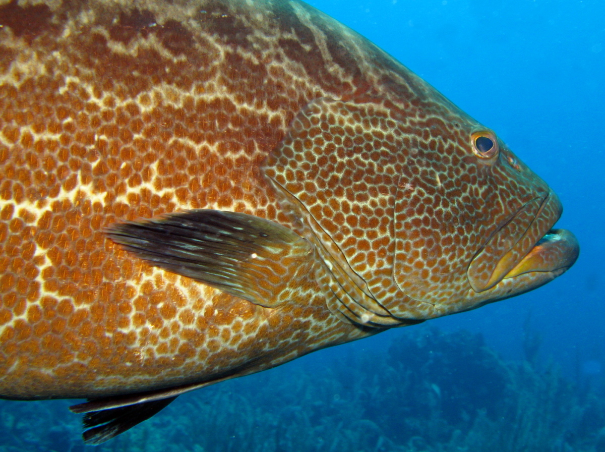 Black Grouper - Mycteroperca bonaci