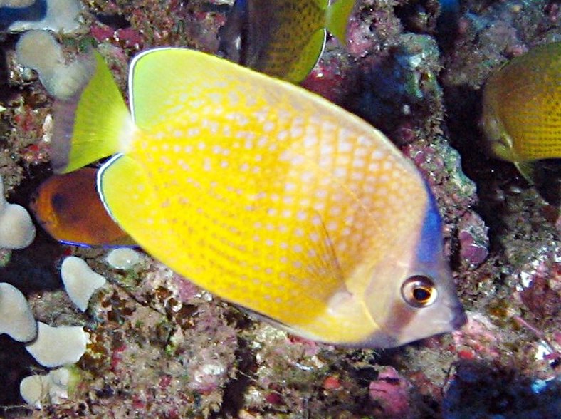 Blacklip Butterflyfish - Chaetodon kleinii