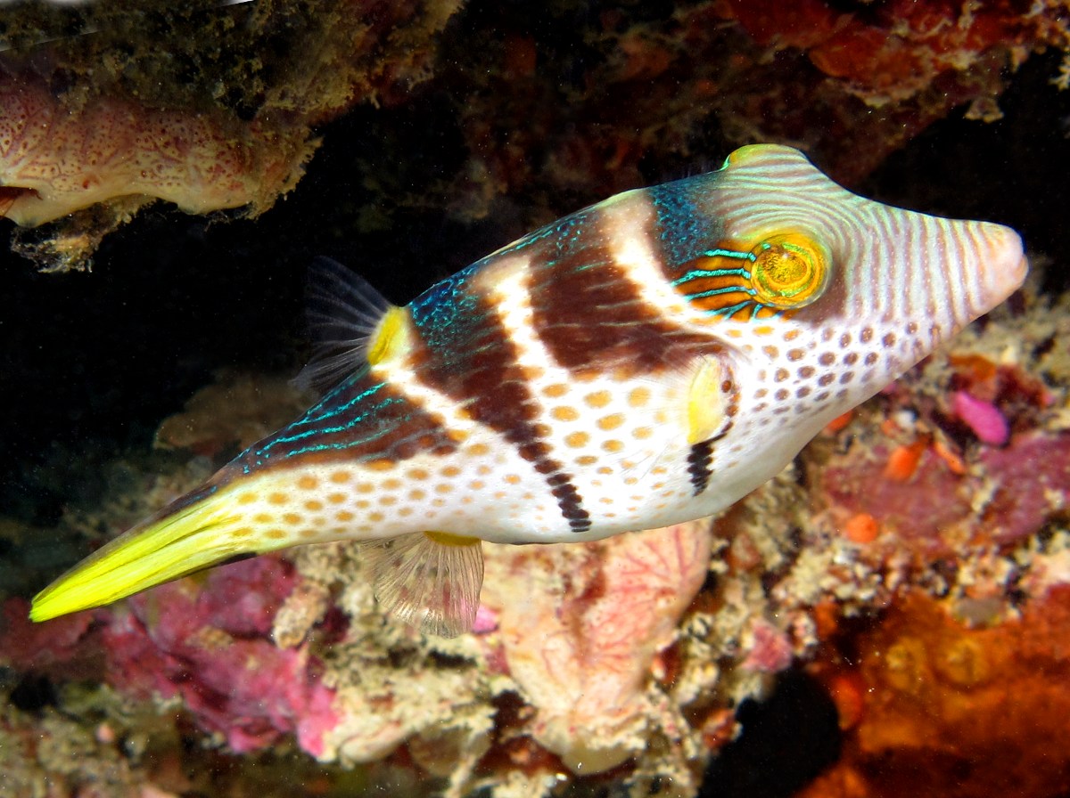 Black-Saddled Toby - Canthigaster valentini