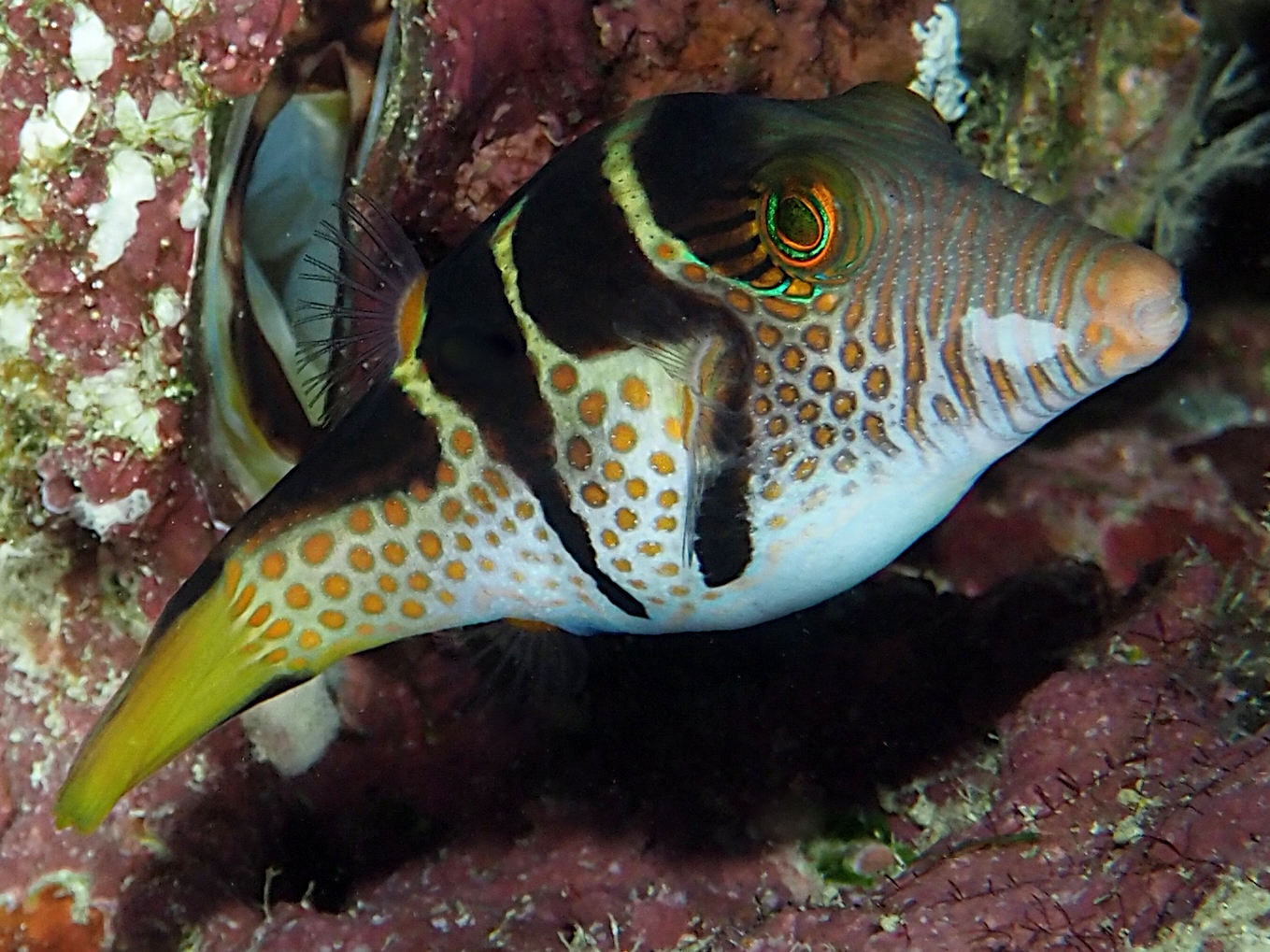 Black-Saddled Toby - Canthigaster valentini
