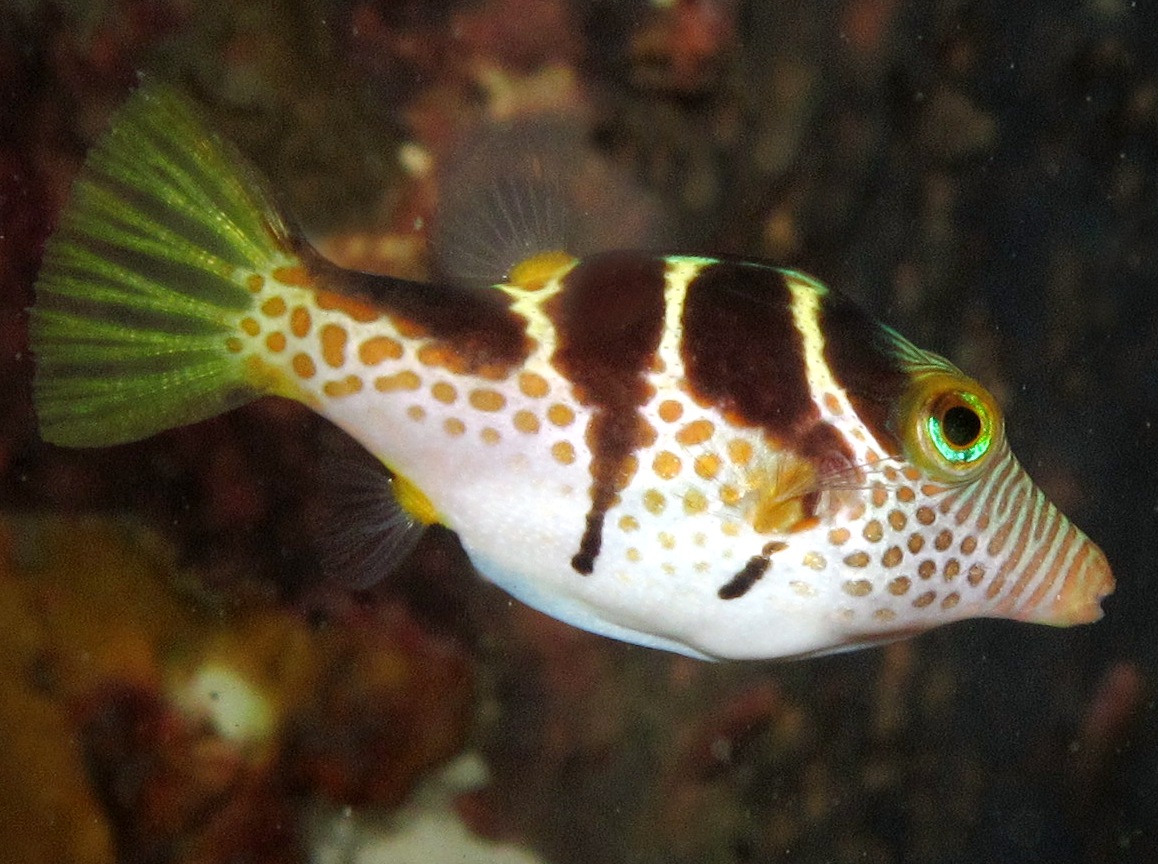 Black-Saddled Toby - Canthigaster valentini