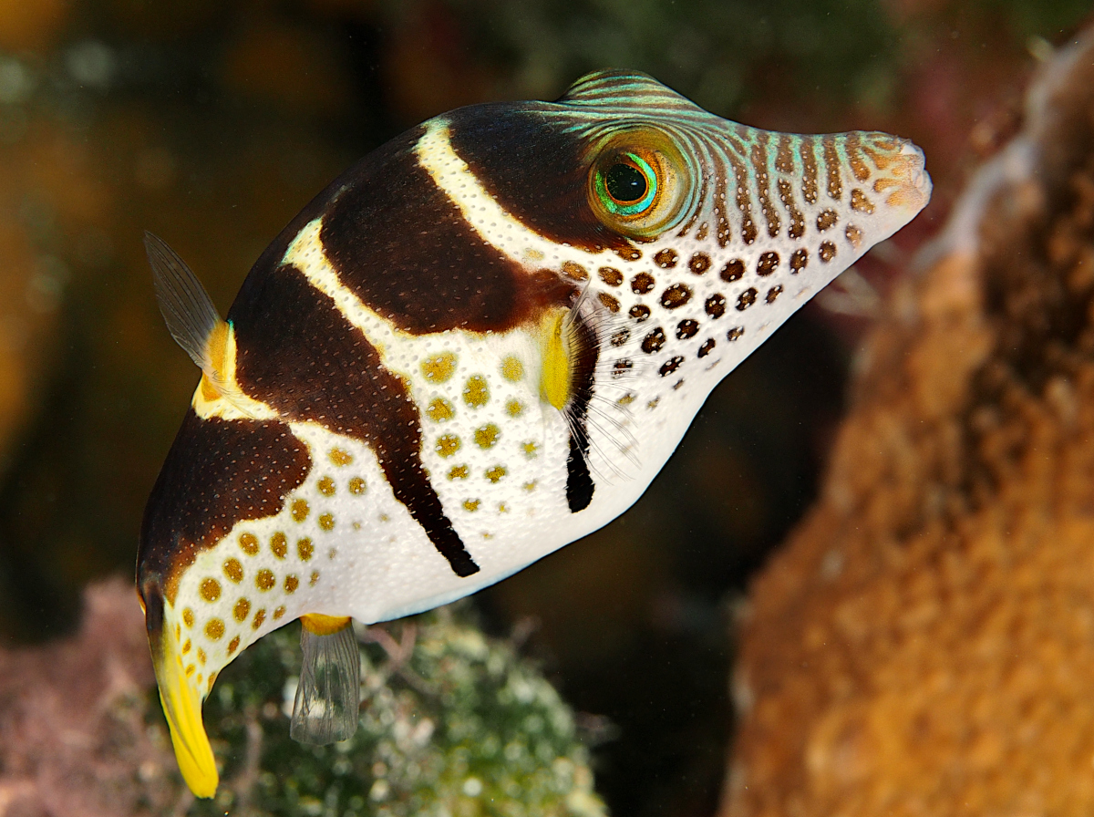 Black-Saddled Toby - Canthigaster valentini