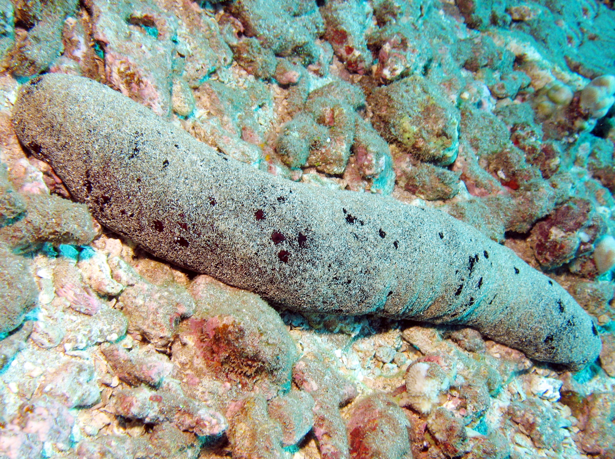 Black Sea Cucumber - Holothuria atra