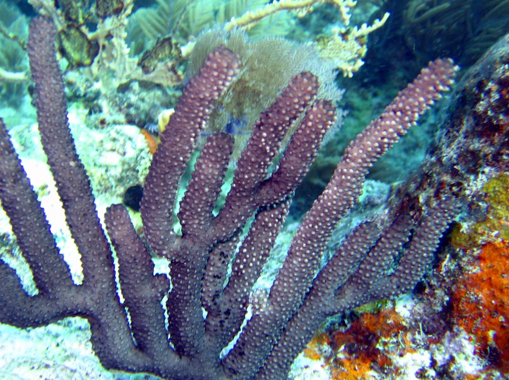 Black Sea Rod - Plexaurella homomalla