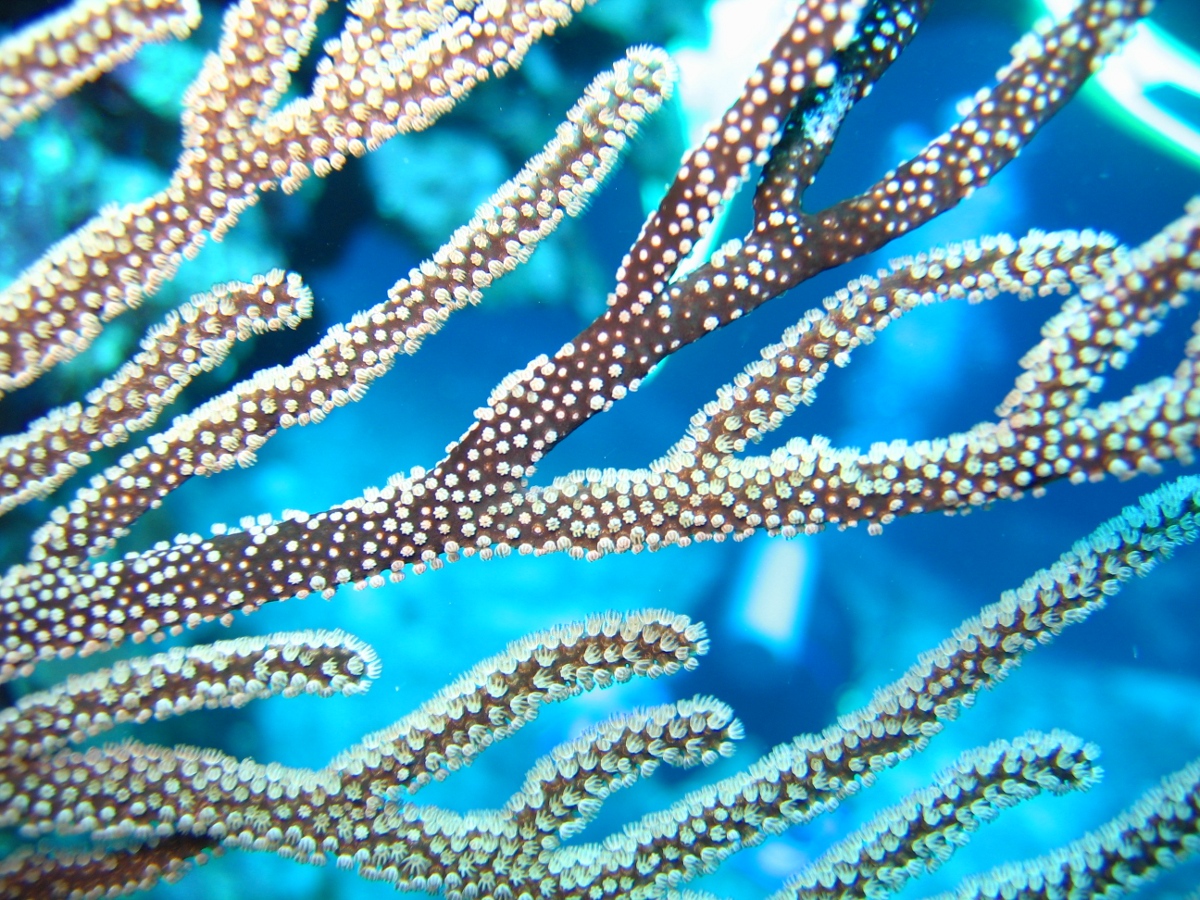 Black Sea Rod - Plexaurella homomalla
