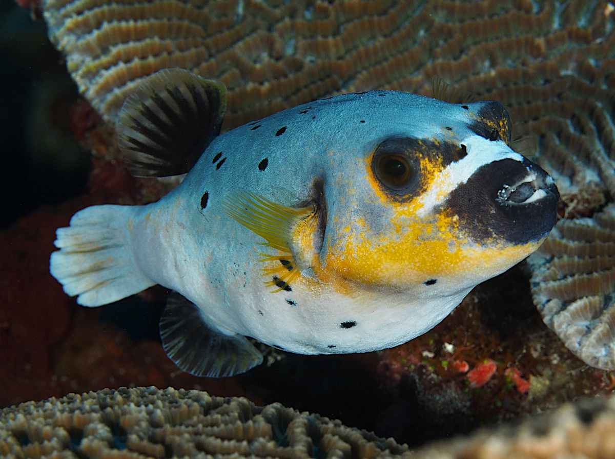 Blackspotted Puffer - Arothron nigropunctatus