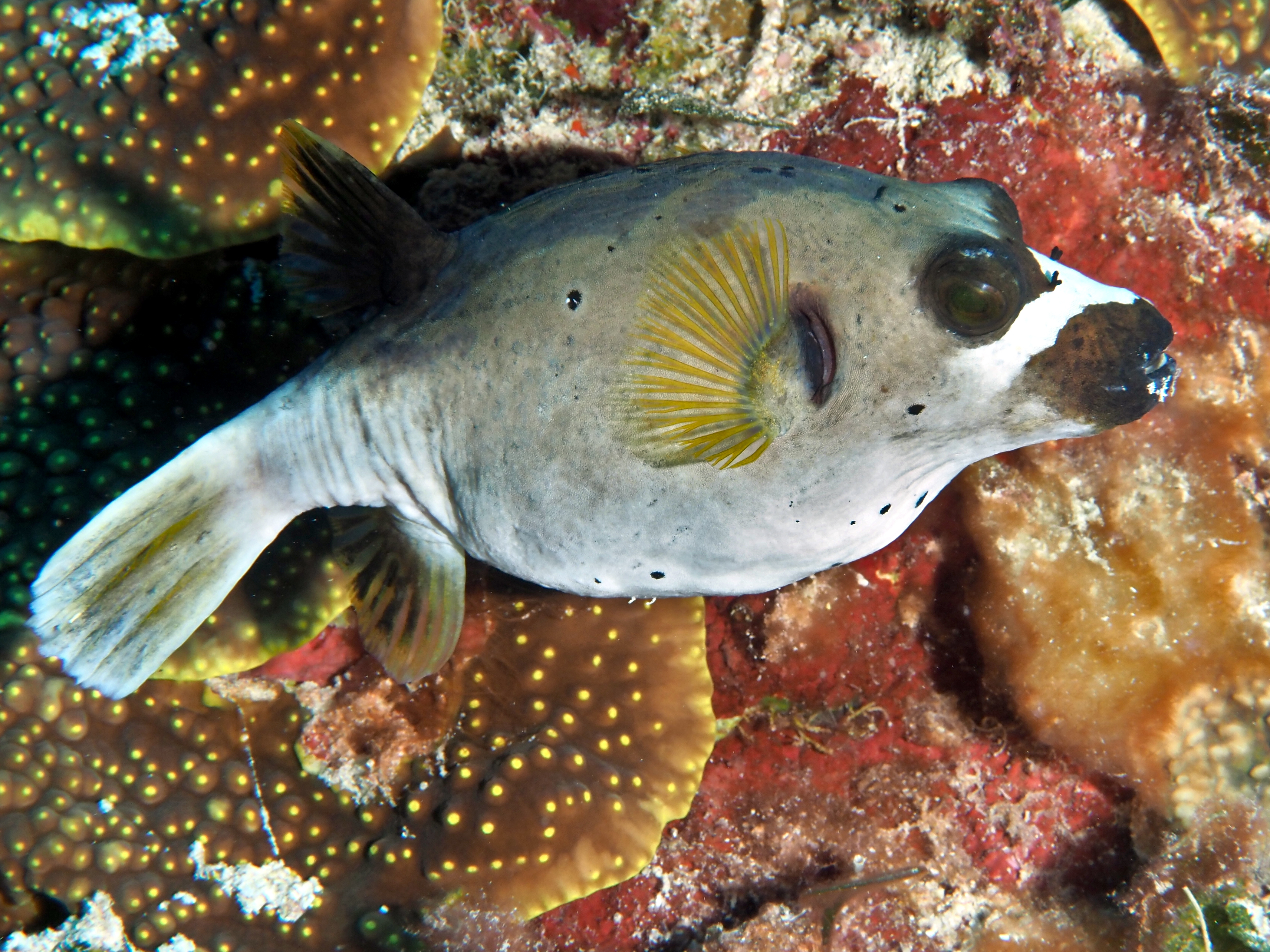 Blackspotted Puffer - Arothron nigropunctatus