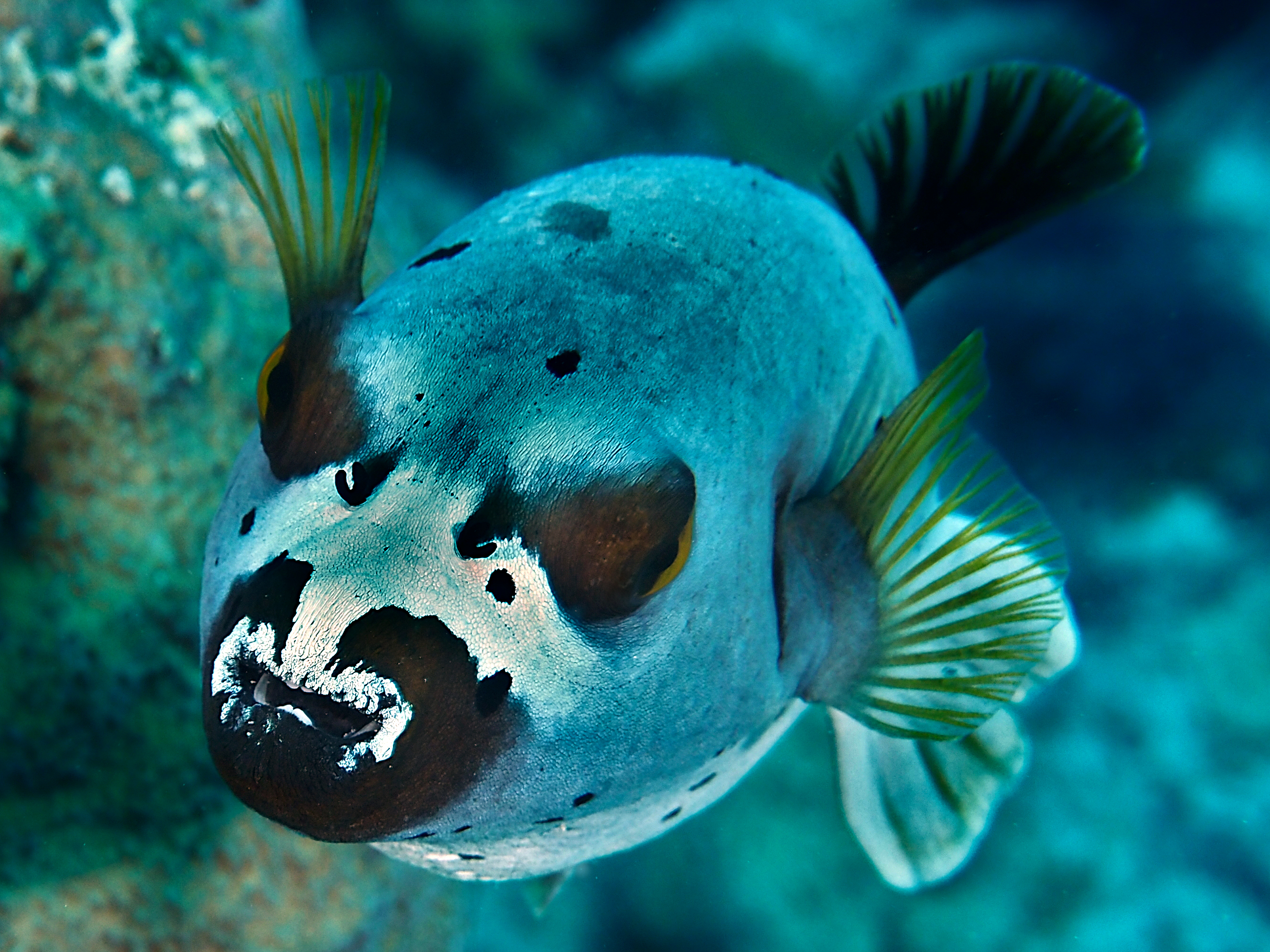 Blackspotted Puffer - Arothron nigropunctatus