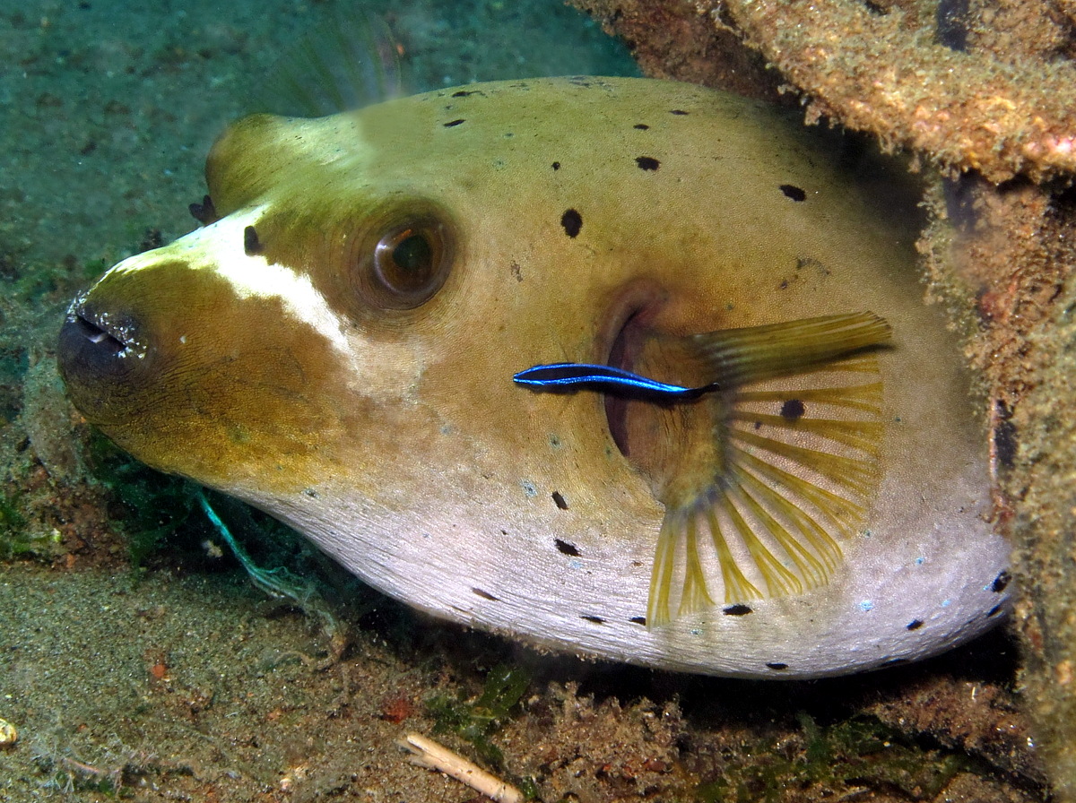 Blackspotted Puffer - Arothron nigropunctatus