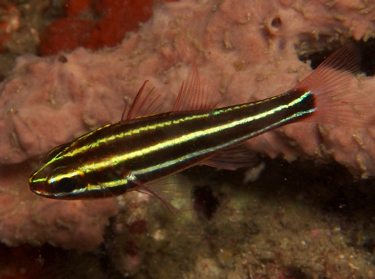 Blackstripe Cardinalfish - Ostorhinchus nigrofasciatus