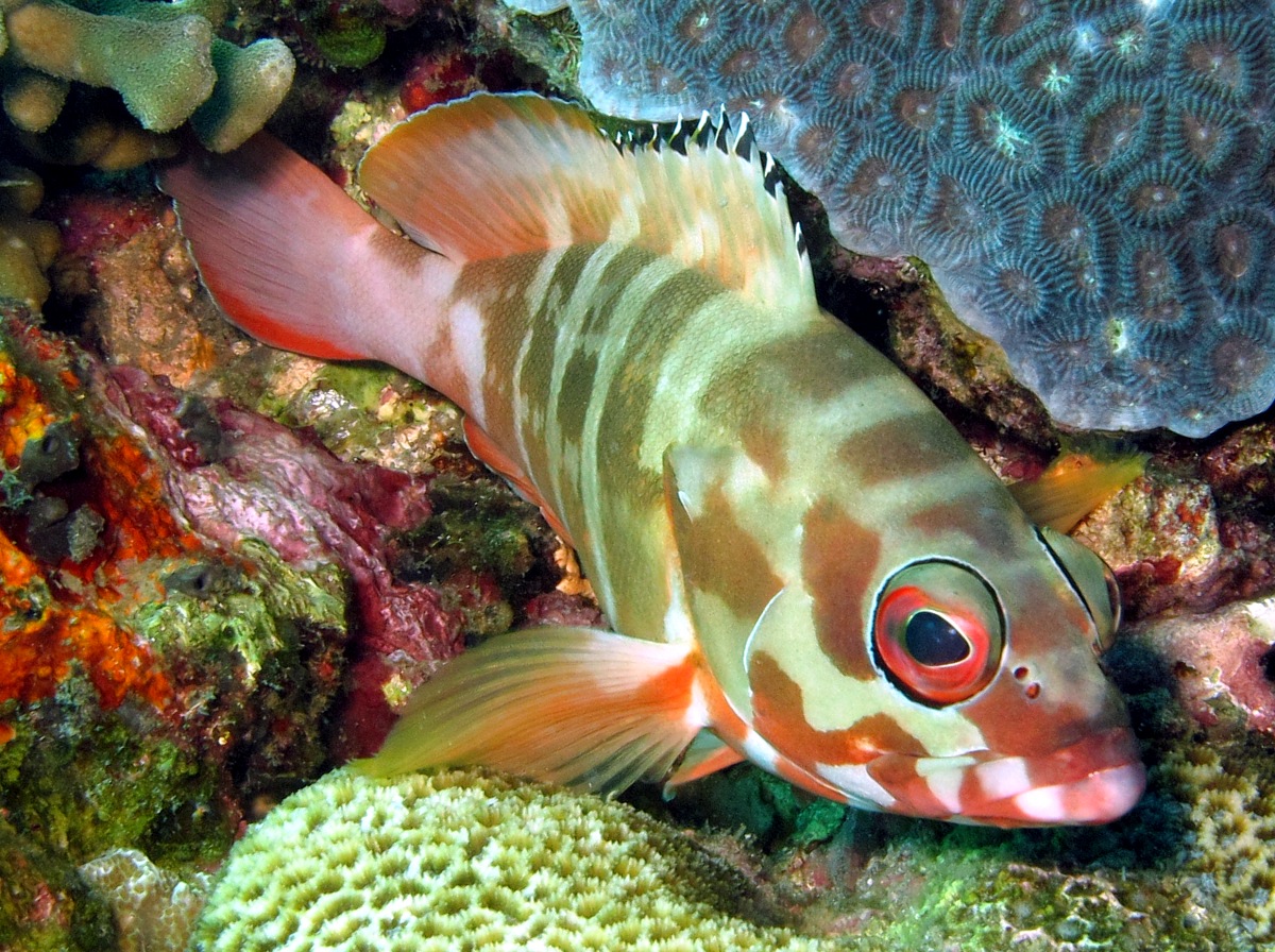 Blacktip Grouper - Epinephelus fasciatus